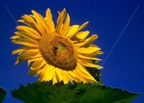 ape girasole.jpg