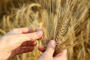 1024277_wheat_in_the_hands.jpg